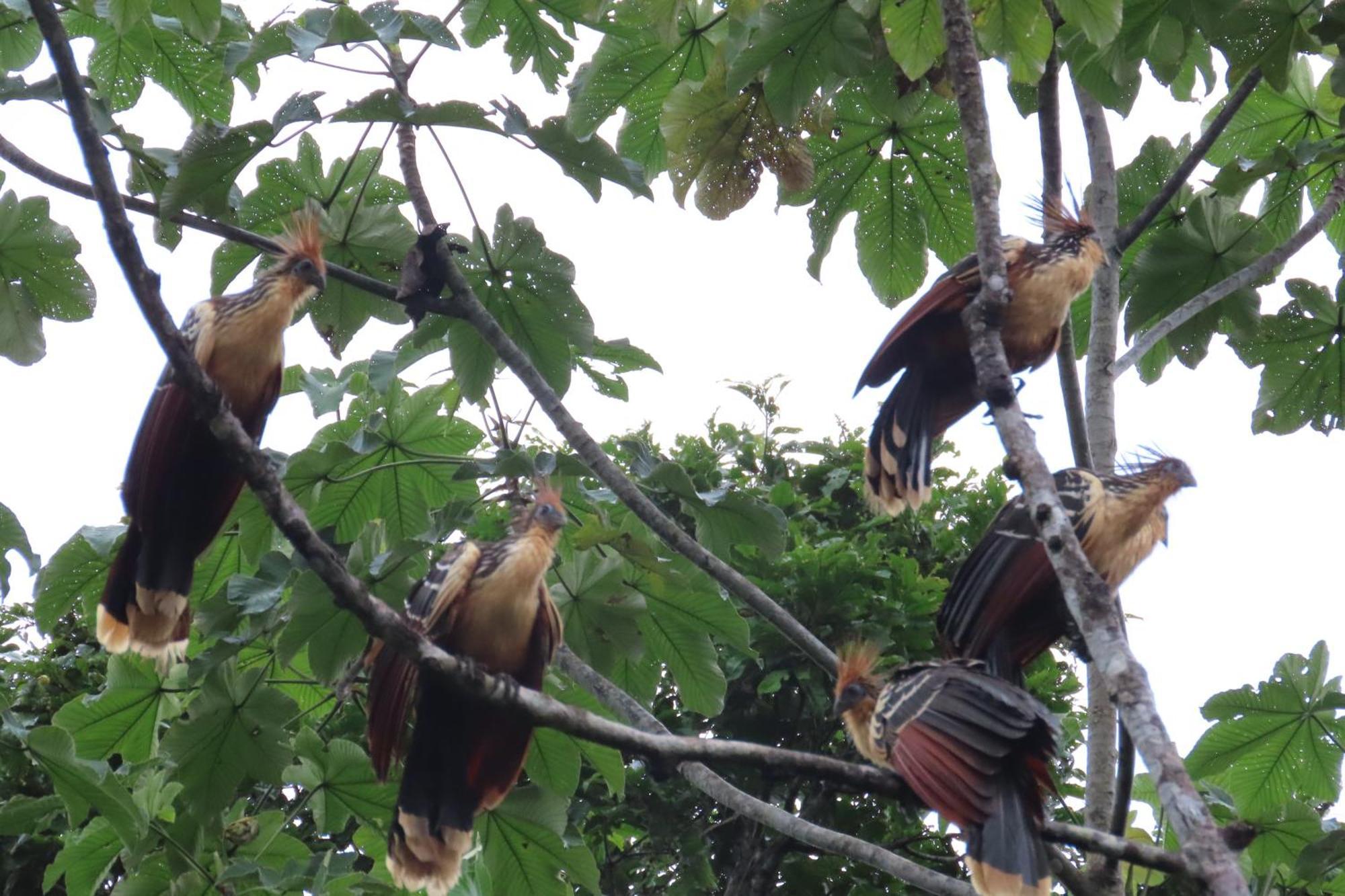 Hospedaje Y Tours Reina Arriera Amazonas Colombia Macedonia Ngoại thất bức ảnh